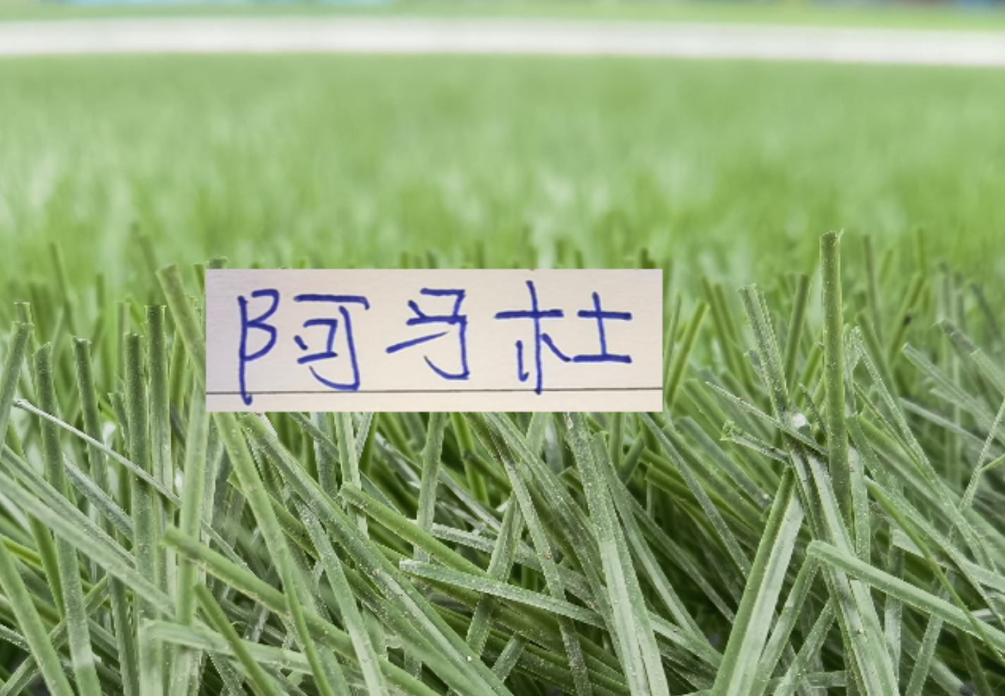 开云官方网站-想不到!连阿马杜离开申花 都引起争议 期待他在重庆穿10号表现吗